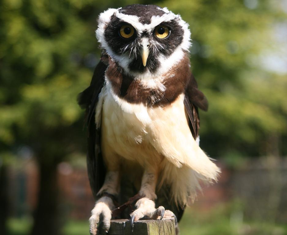 Exmoor Owl & Hawk Centre Bed & Breakfast Bossington Екстериор снимка